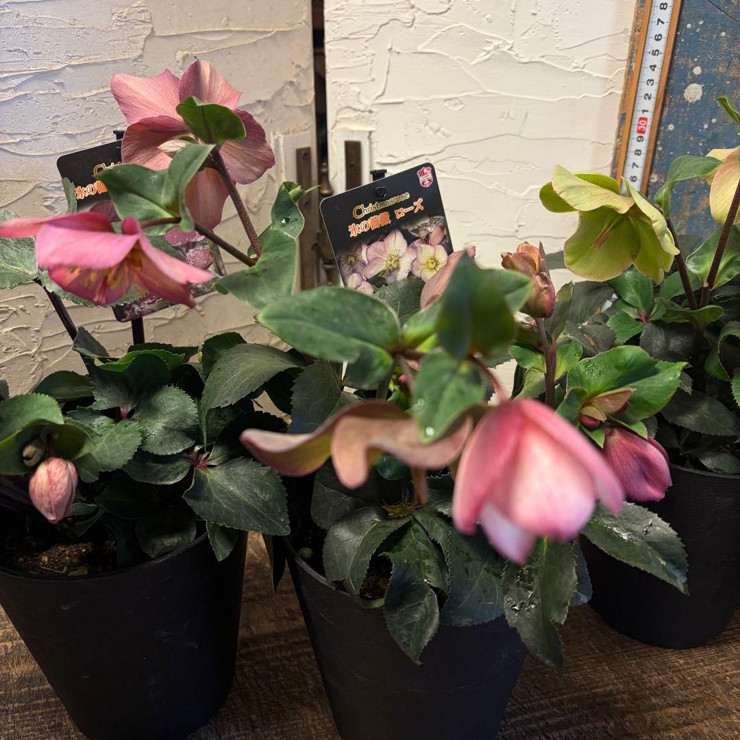 ゴ*マ様 【特選】　クリスマスローズ　氷の薔薇　5寸4種4鉢　ガーデニング