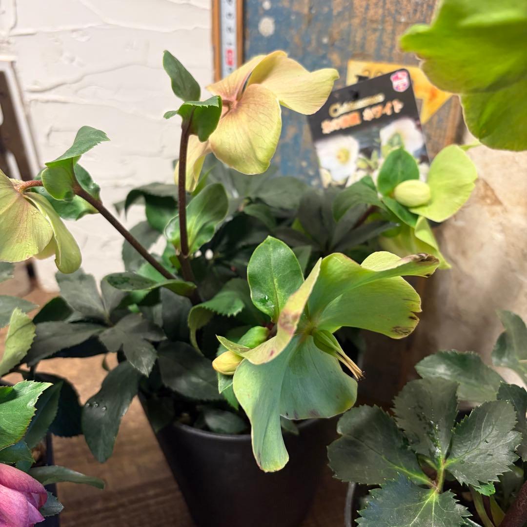 ゴ*マ様 【特選】　クリスマスローズ　氷の薔薇　5寸4種4鉢　ガーデニング