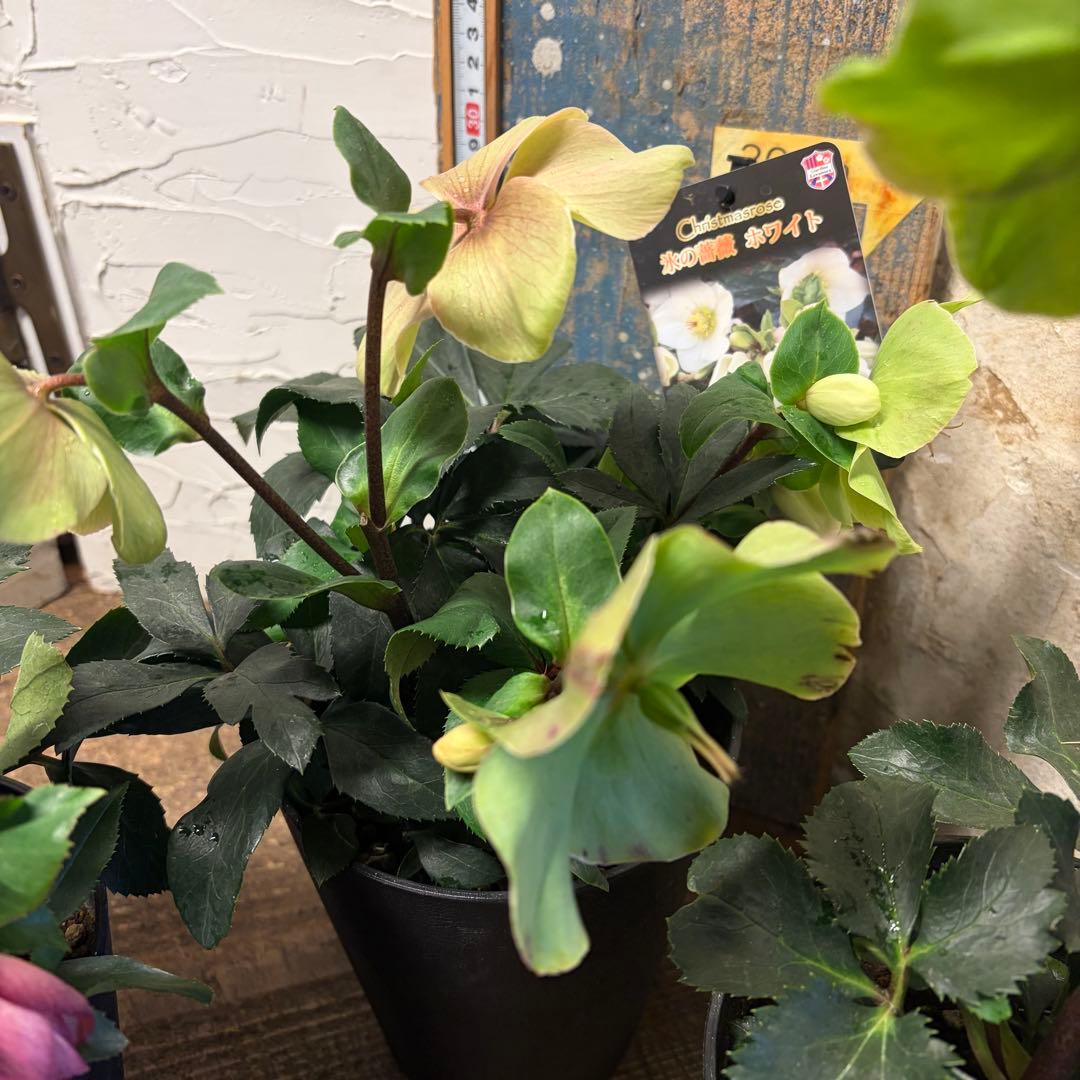 ゴ*マ様 【特選】　クリスマスローズ　氷の薔薇　5寸4種4鉢　ガーデニング