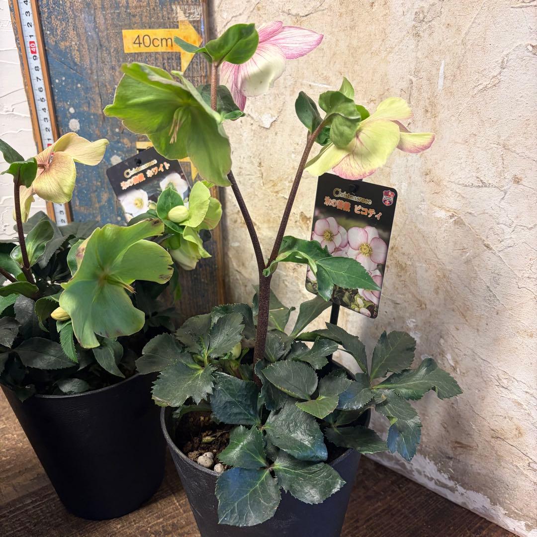 ゴ*マ様 【特選】　クリスマスローズ　氷の薔薇　5寸4種4鉢　ガーデニング