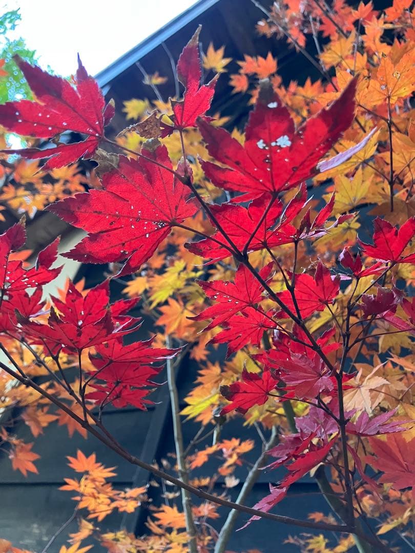 Poppopo　4 コハウチワカエデ