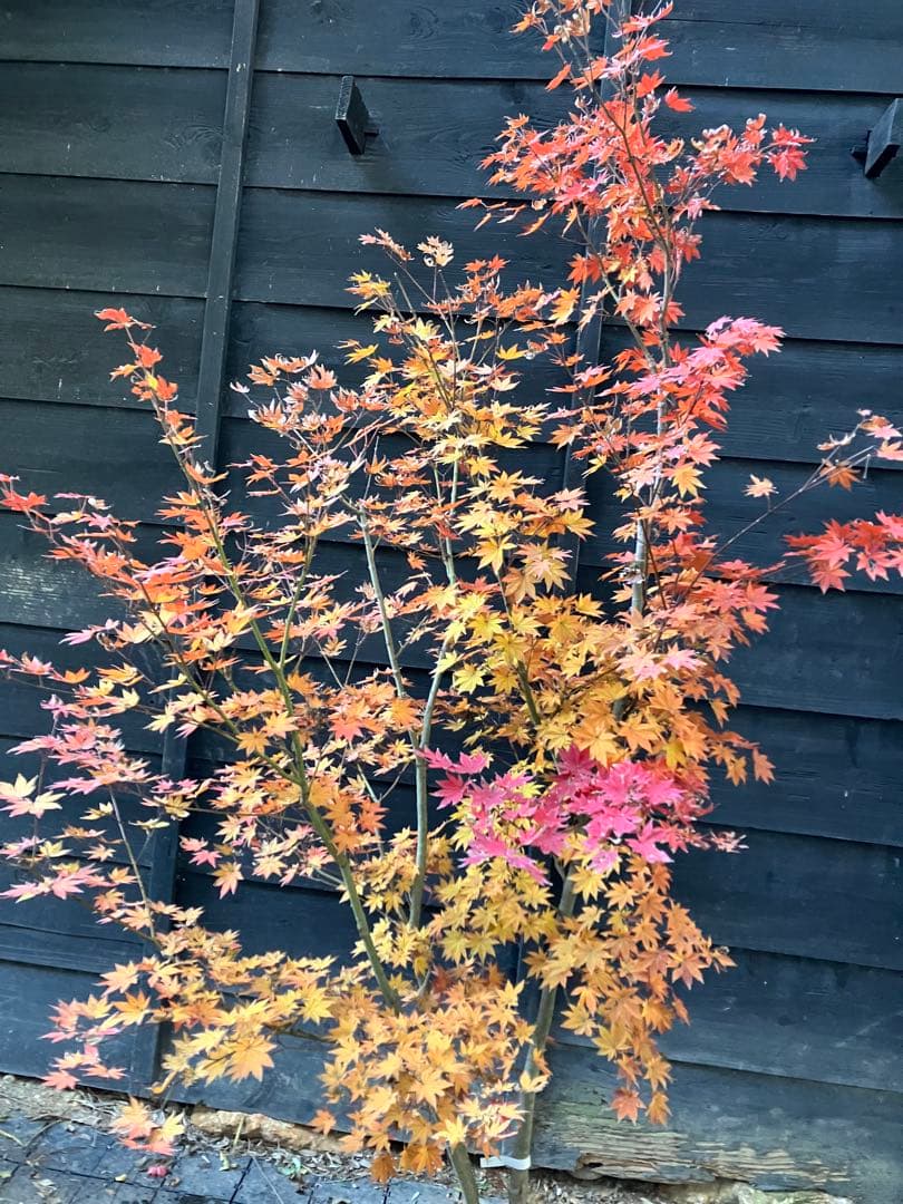 Poppopo　4 コハウチワカエデ