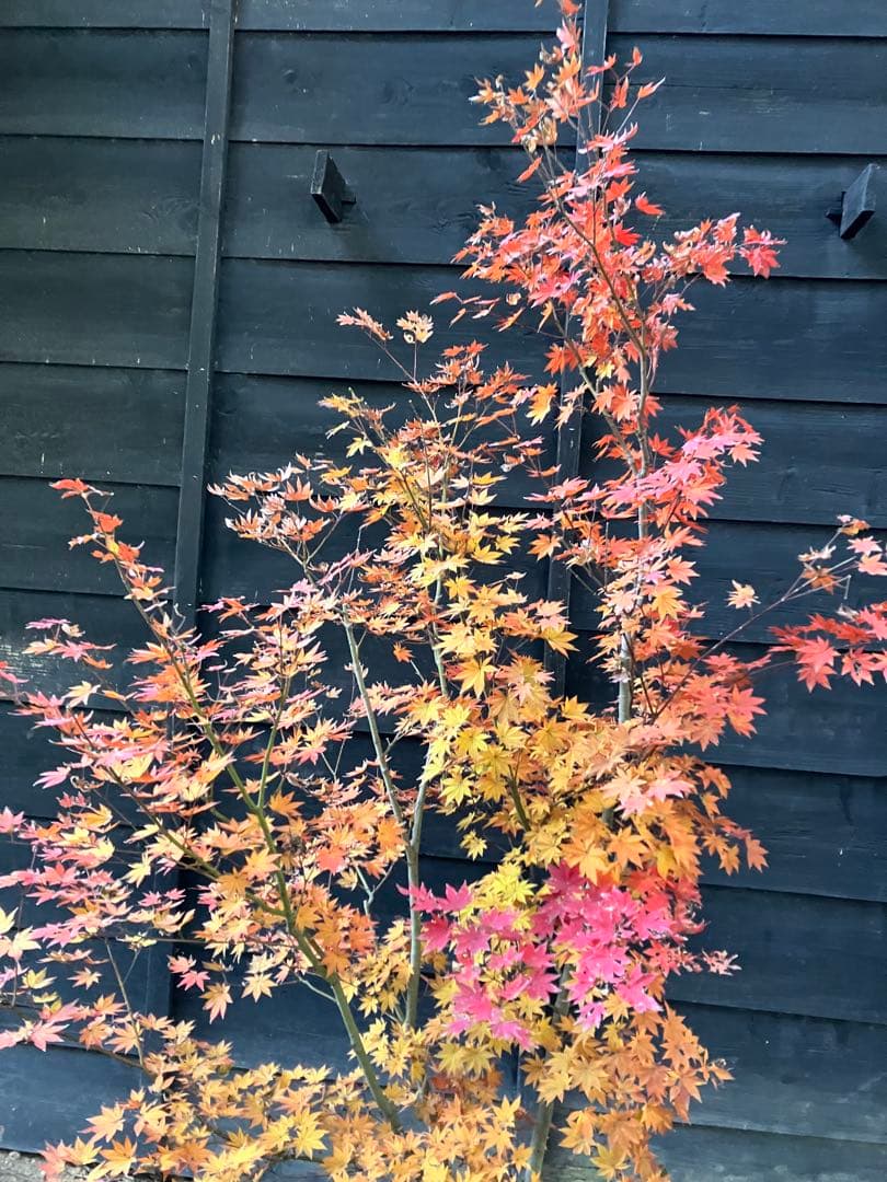 Poppopo　4 コハウチワカエデ