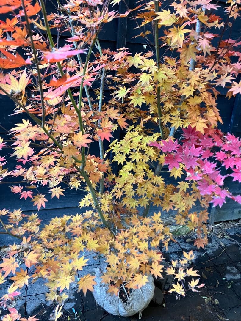 Poppopo　4 コハウチワカエデ