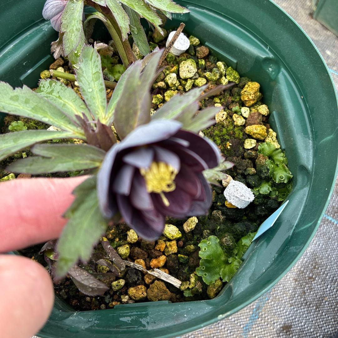 クリスマスローズ　木口交配　スモーキーブルー　実生　7寸