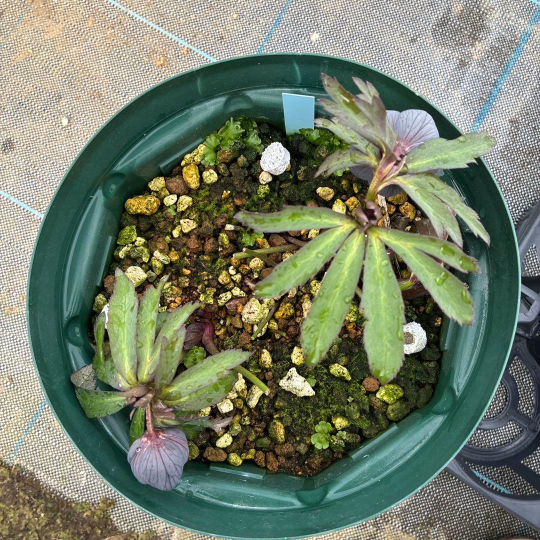 クリスマスローズ　木口交配　スモーキーブルー　実生　7寸