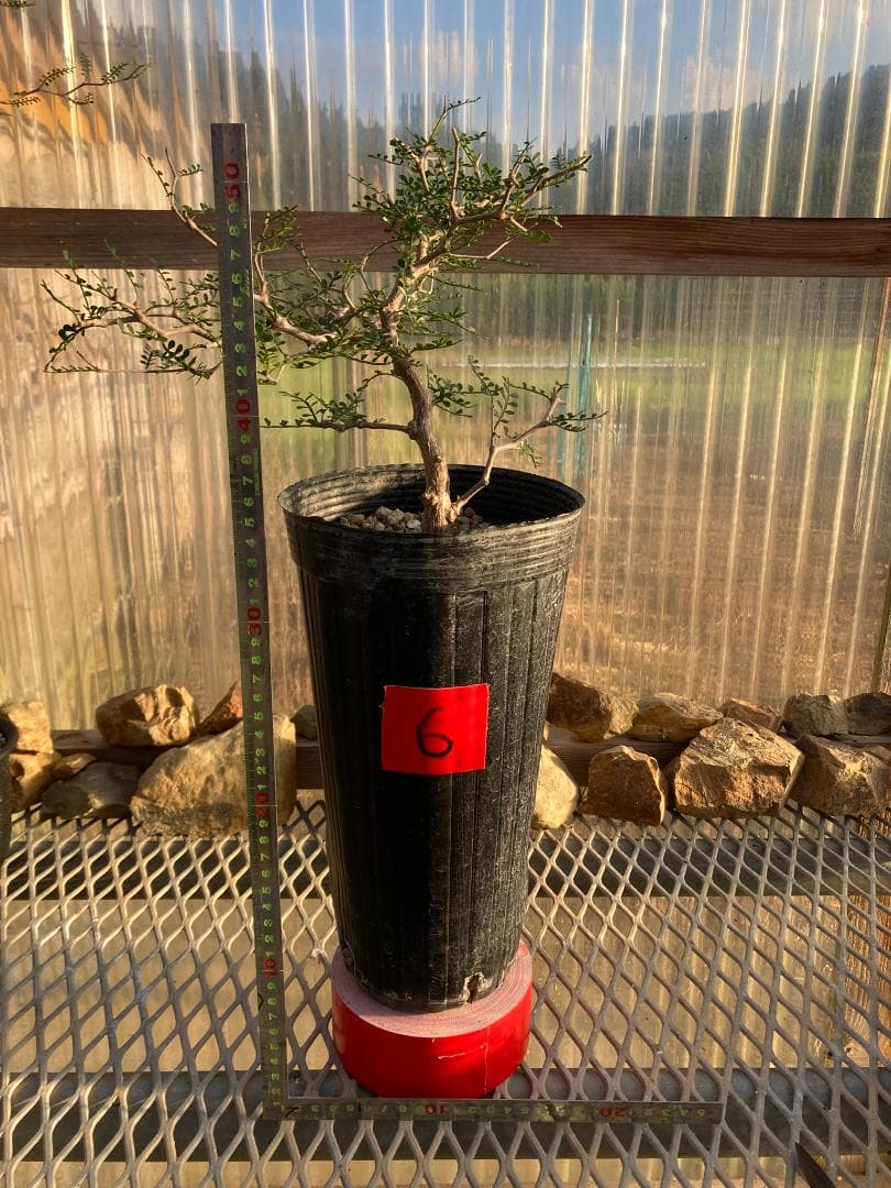 オペルクリカリア・パキプス(根挿し)No6