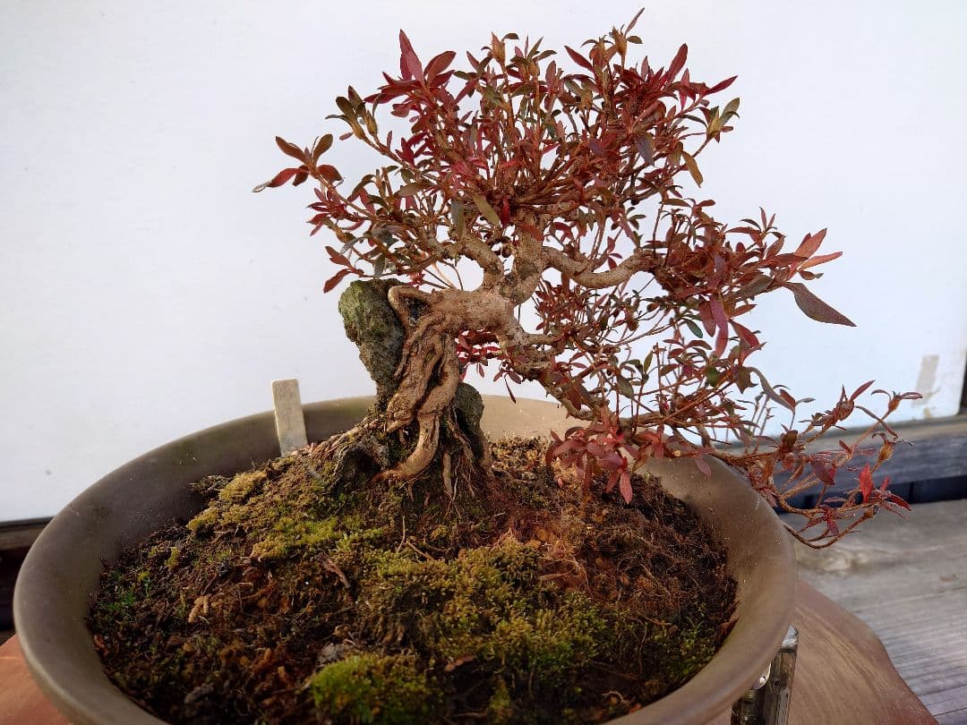 盆栽　皐月(関守の采の八重)　上下24cm