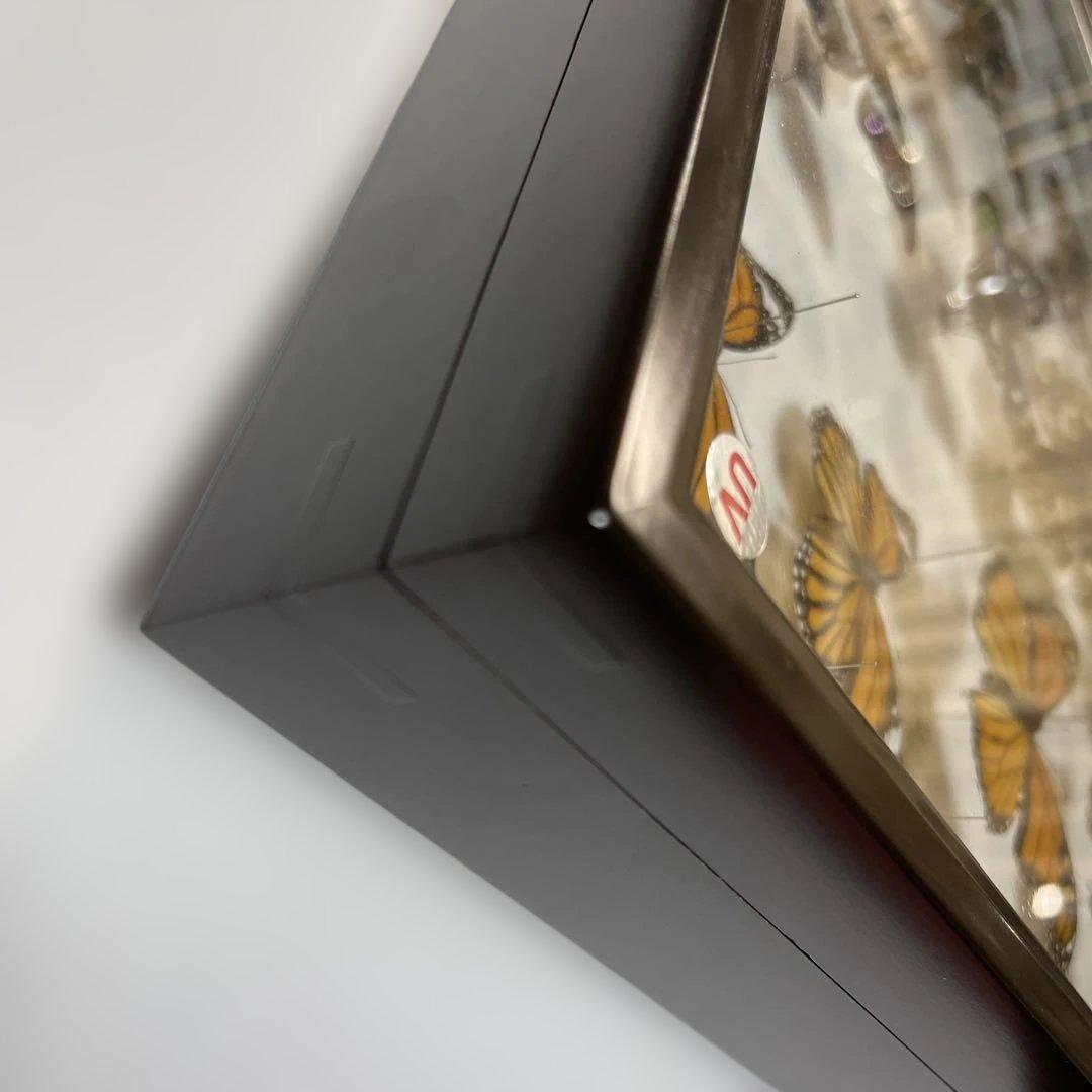 蝶標本各種　ドイツ箱入り