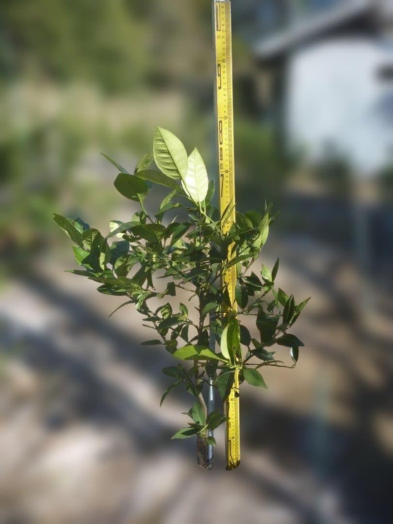 湘南ゴールド 果樹苗 約70cm