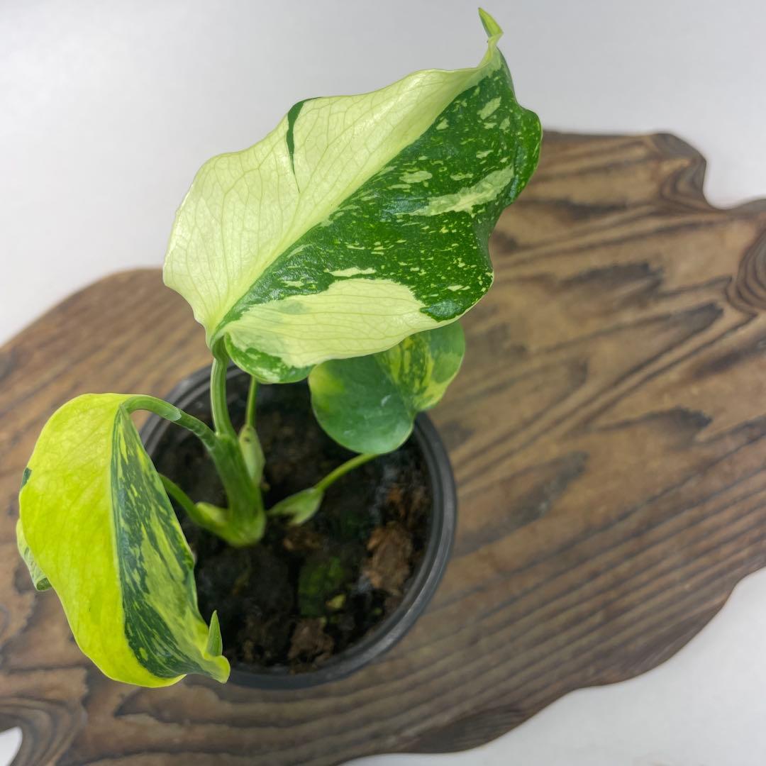 ひ*︎様 A111品種保証！モンステラ　ギング　エレクトロライト 美株 斑入り