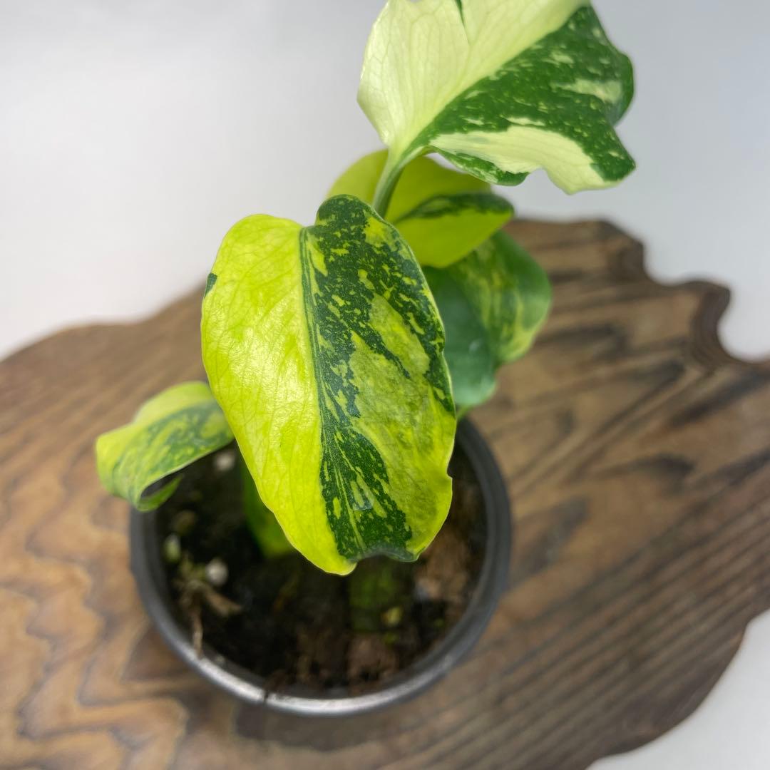 ひ*︎様 A111品種保証！モンステラ　ギング　エレクトロライト 美株 斑入り