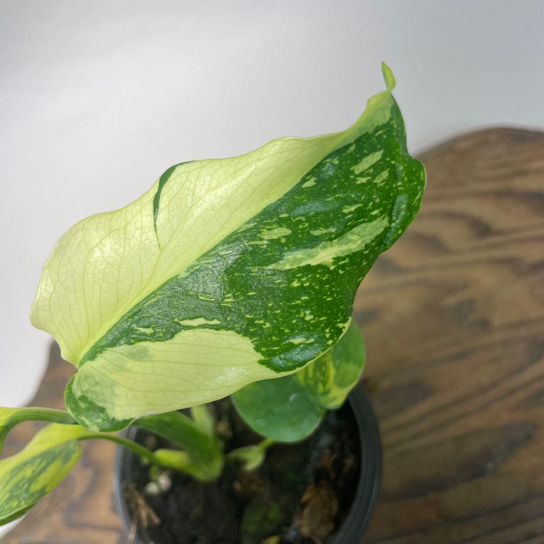 ひ*︎様 A111品種保証！モンステラ　ギング　エレクトロライト 美株 斑入り