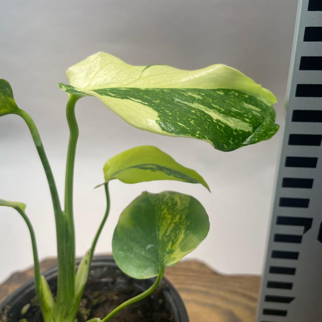 ひ*︎様 A111品種保証！モンステラ　ギング　エレクトロライト 美株 斑入り