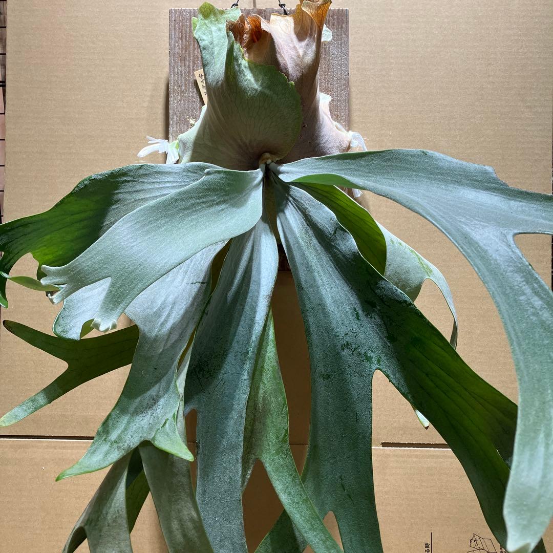 ビカクシダP. Saikeaw サイケオ　親株　傷あり