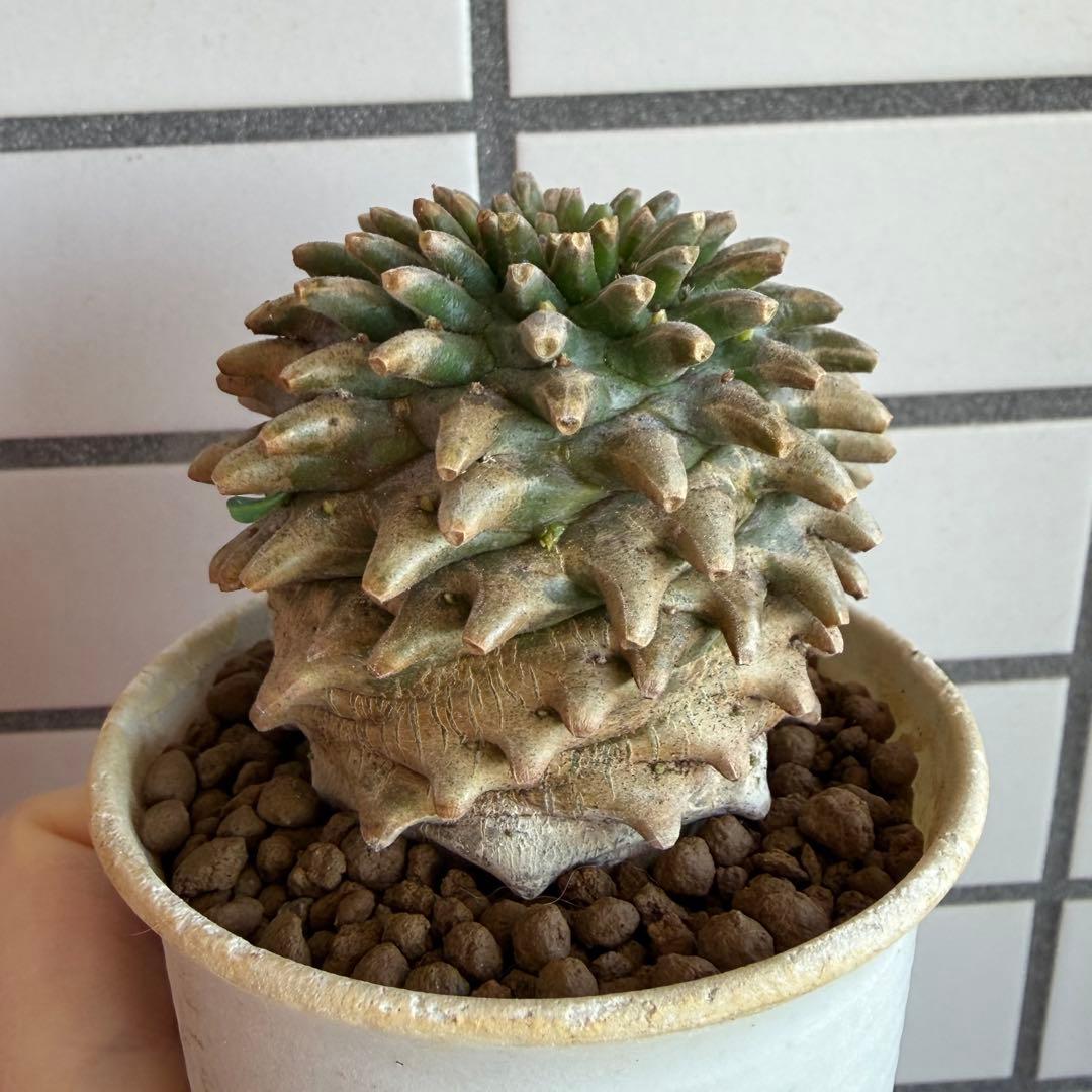 Q*P様 ユーフォルビア ホリダ×鉄甲丸 ホリダ鉄甲 ホリ鉄