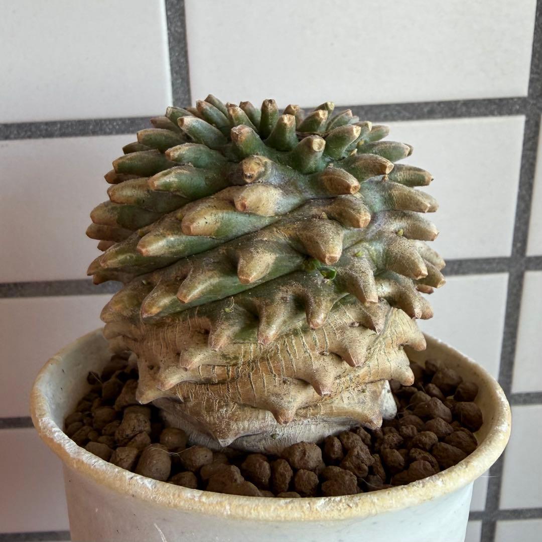 Q*P様 ユーフォルビア ホリダ×鉄甲丸 ホリダ鉄甲 ホリ鉄