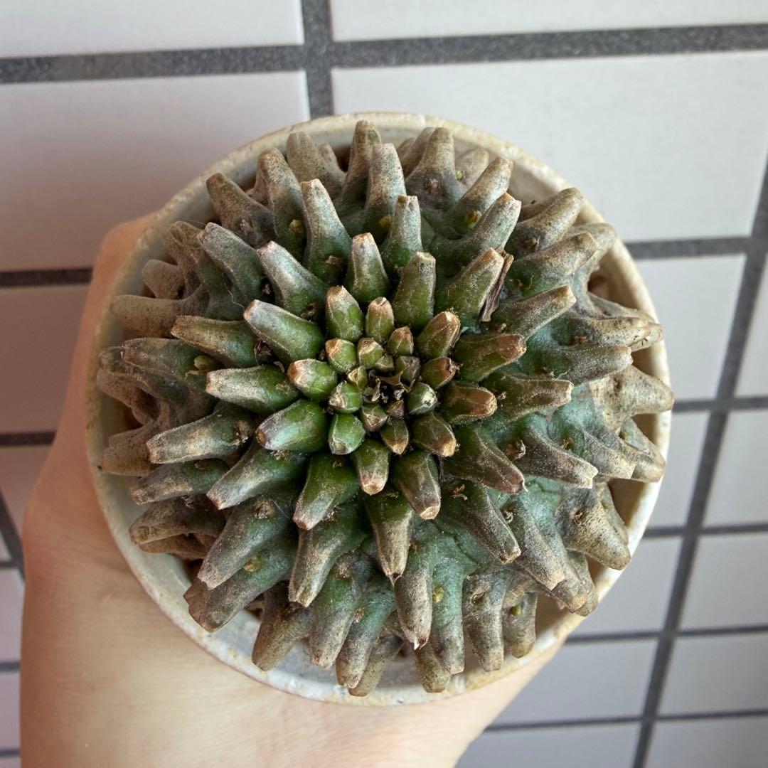 Q*P様 ユーフォルビア ホリダ×鉄甲丸 ホリダ鉄甲 ホリ鉄