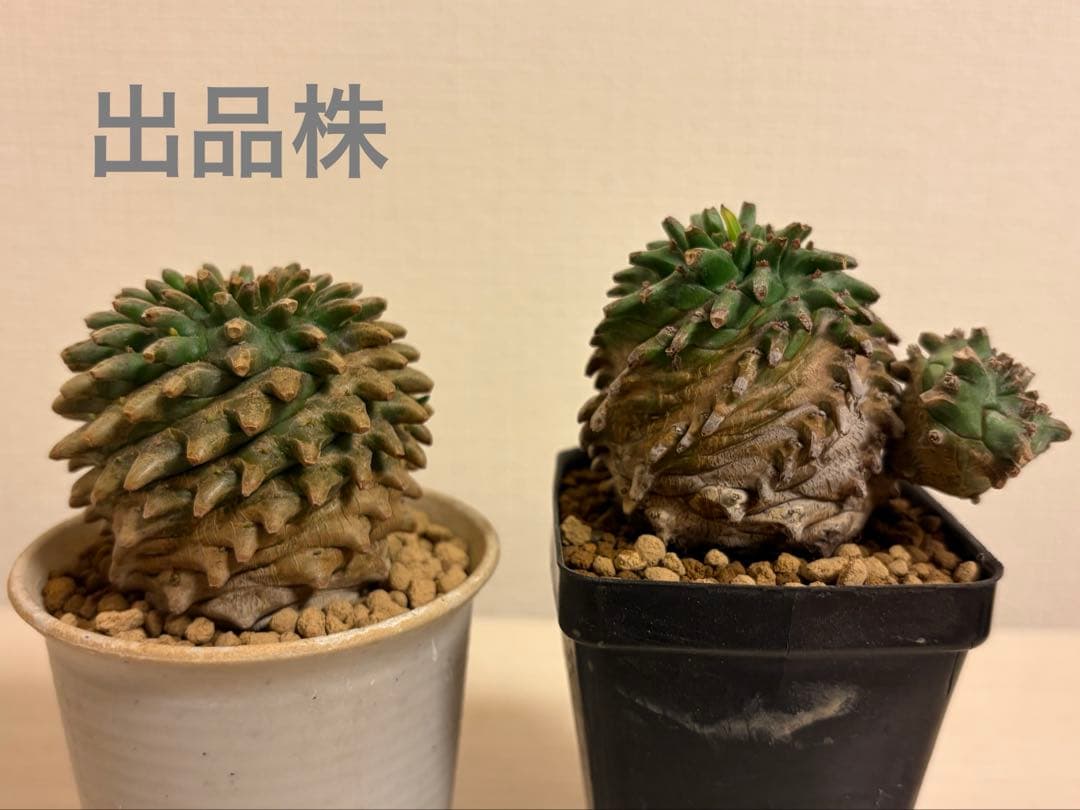 Q*P様 ユーフォルビア ホリダ×鉄甲丸 ホリダ鉄甲 ホリ鉄