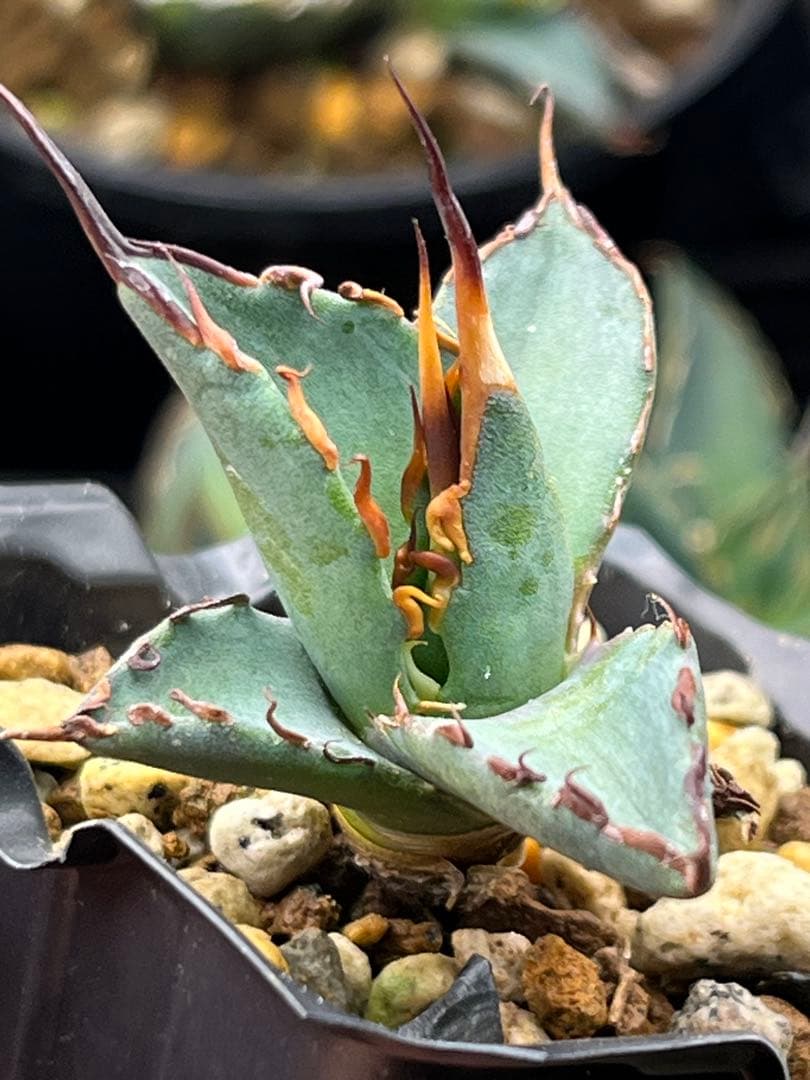 ユタエンシス　エボリスピナ×BB エボBB 子株　ハイブリッド　アガベ