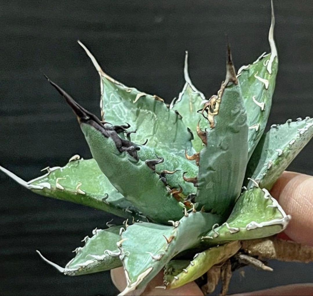 ユタエンシス　エボリスピナ×BB エボBB 子株　ハイブリッド　アガベ