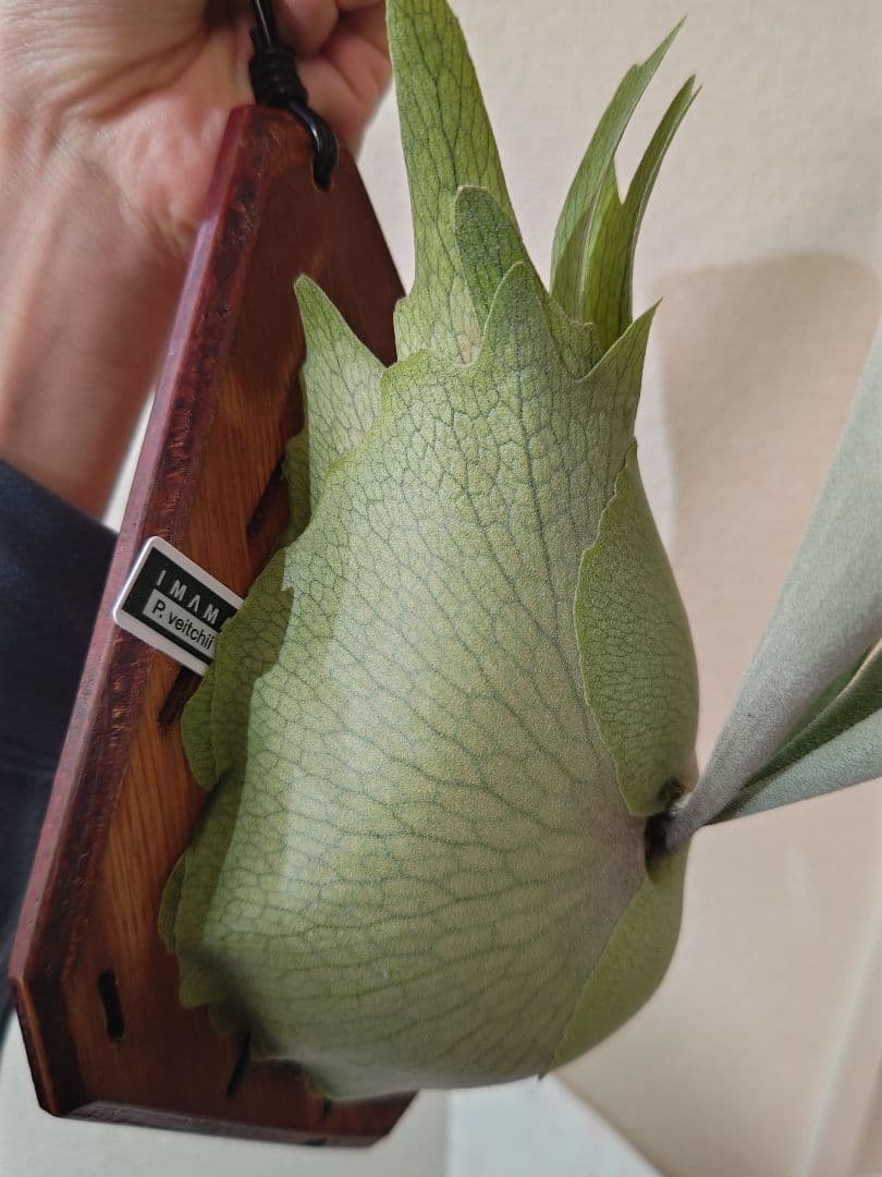 ビカクシダ　ベイチー