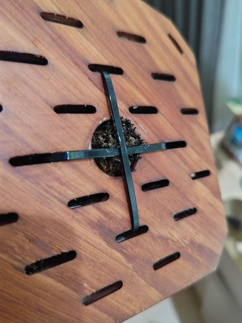 ビカクシダ　ベイチー