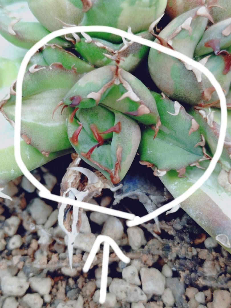 ぶんぶく茶釜　姫厳竜錦　白中斑　姫厳龍　子株✕2株