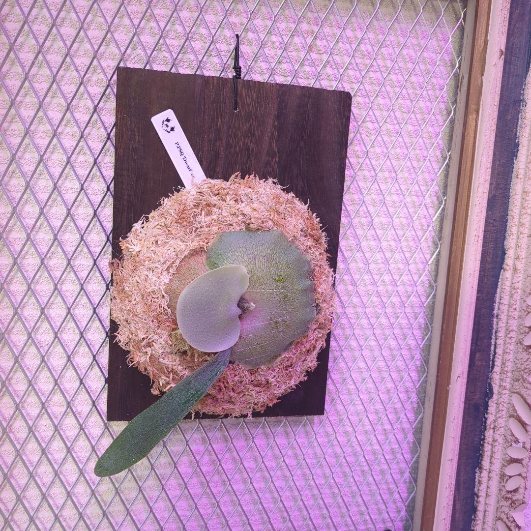 わ*ち様 【1株限定出品】P.FSQ 'Dwarf' oc/ビカクシダ