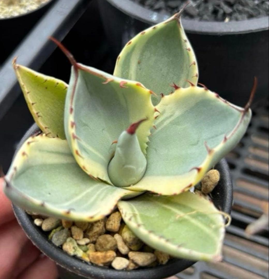 特別価格❗️ アガベ　パリー　トランカータ　オリザバ　親株ごと発送　子株5株以上