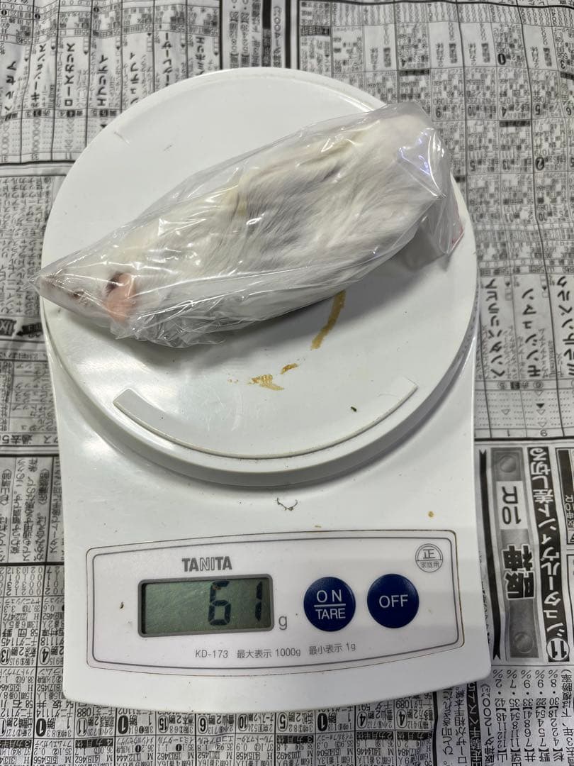 冷凍マウス　リタイア50