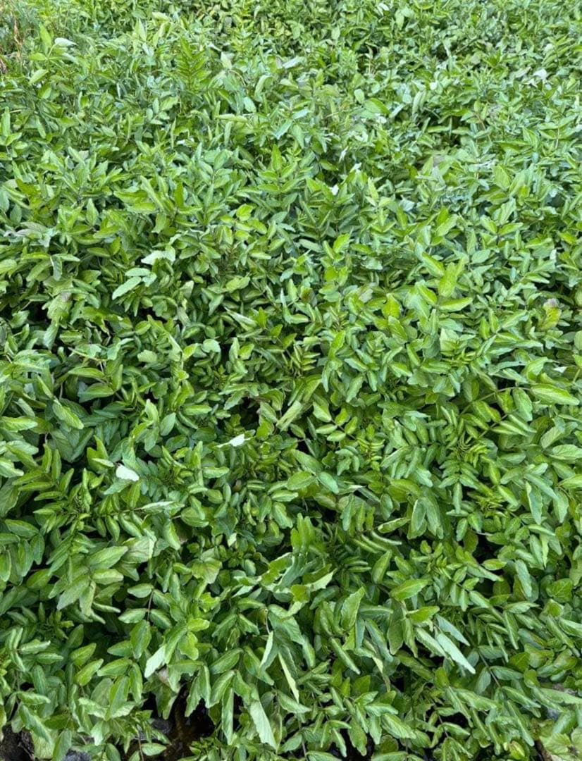 八百屋さんページ