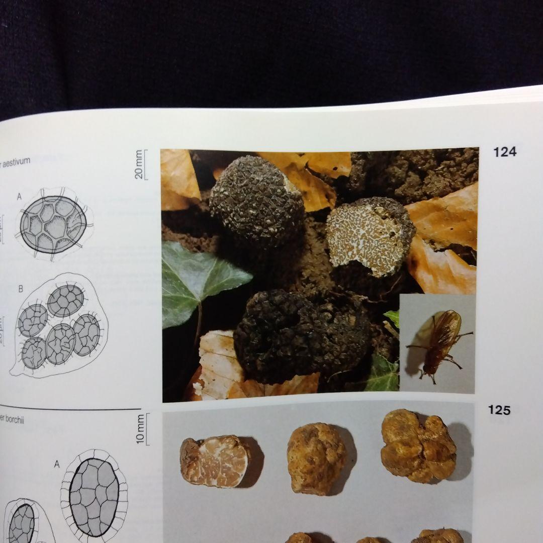 FUNGI OF SWITZERLAND 6冊セット