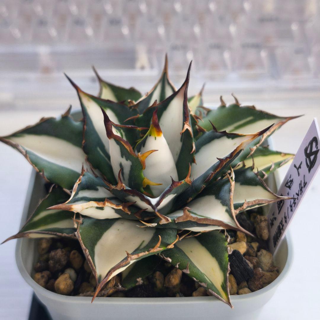 アガベ　チタノタ　太陽神錦 白中斑 トップうねり 子株付き