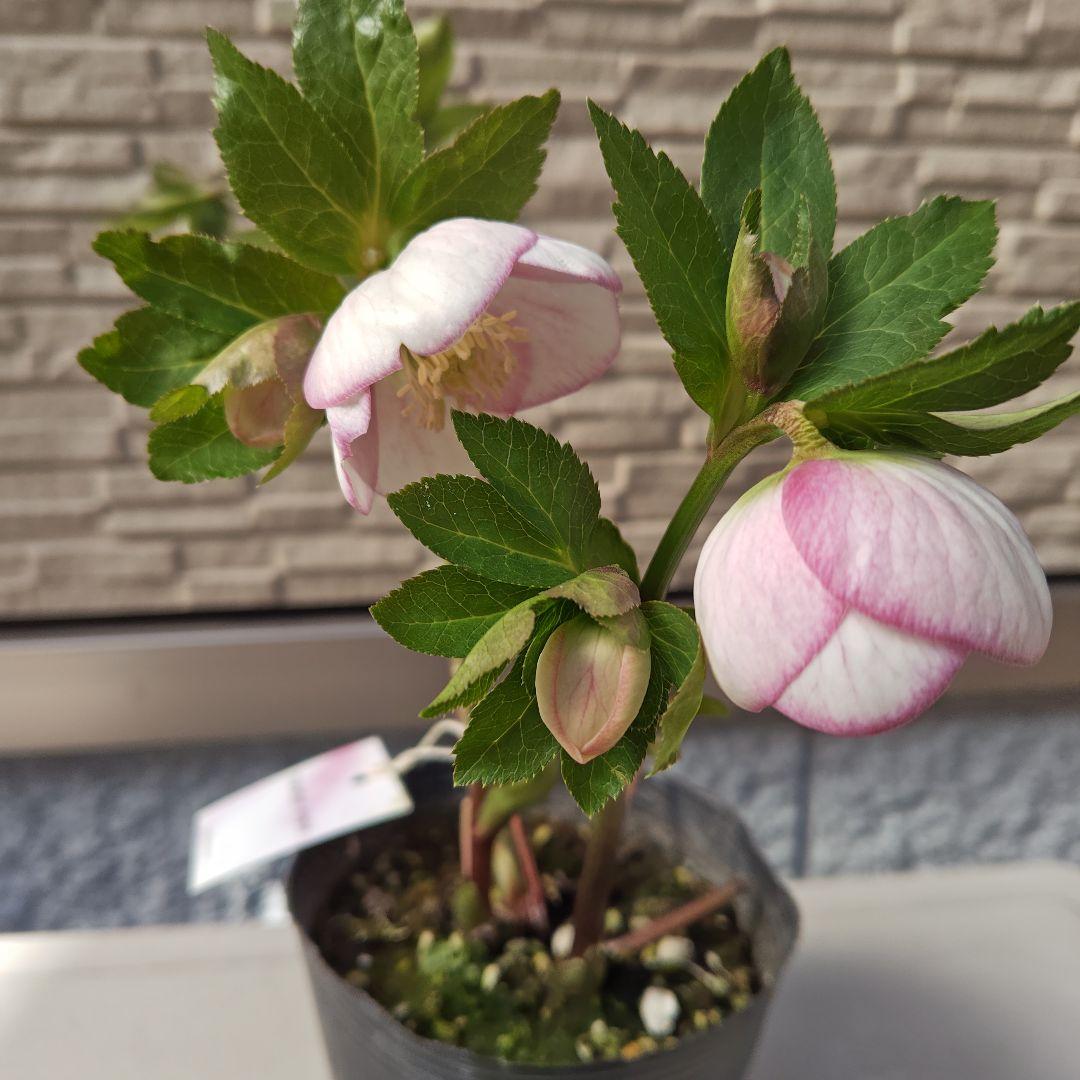 こ*ち様 クリスマスローズ 大和園 パステリッシュストレイン②