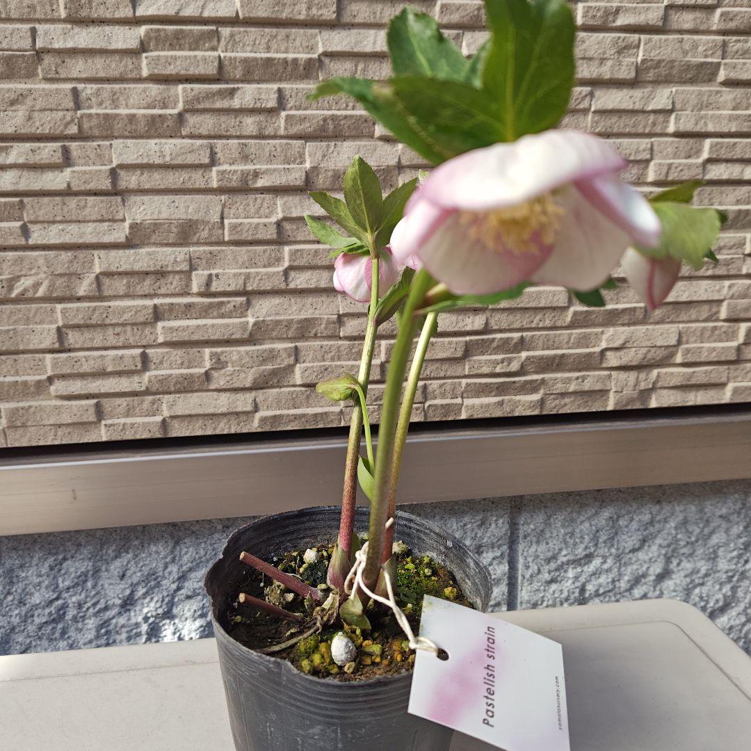 こ*ち様 クリスマスローズ 大和園 パステリッシュストレイン②