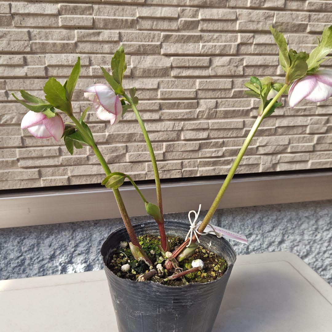 こ*ち様 クリスマスローズ 大和園 パステリッシュストレイン②