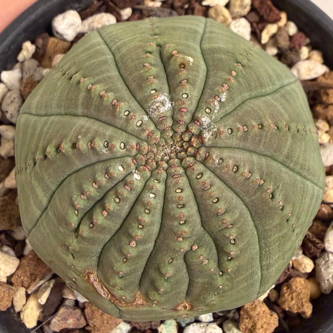 t*o様 ② ユーフォルビア オベサ 実生モンスト 綴化