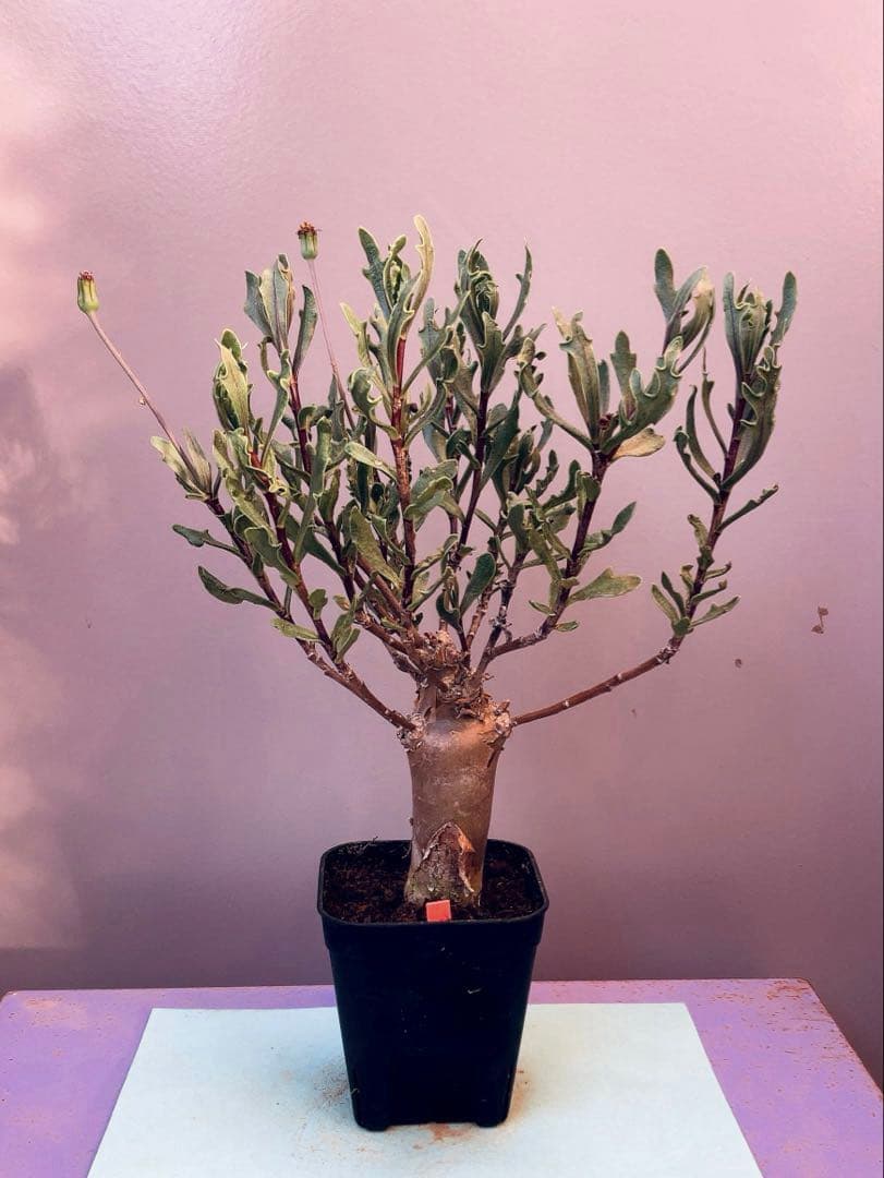 side様 リクエスト 5点 まとめ商品