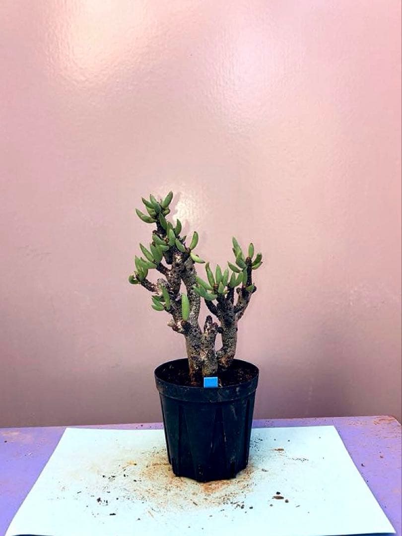 side様 リクエスト 5点 まとめ商品