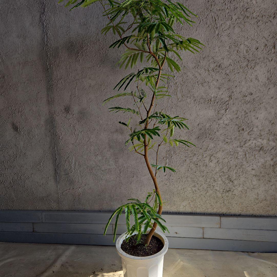 ⑳　エバーフレッシュ曲がり仕立て　10号特大苗木最高等級極上品‼️