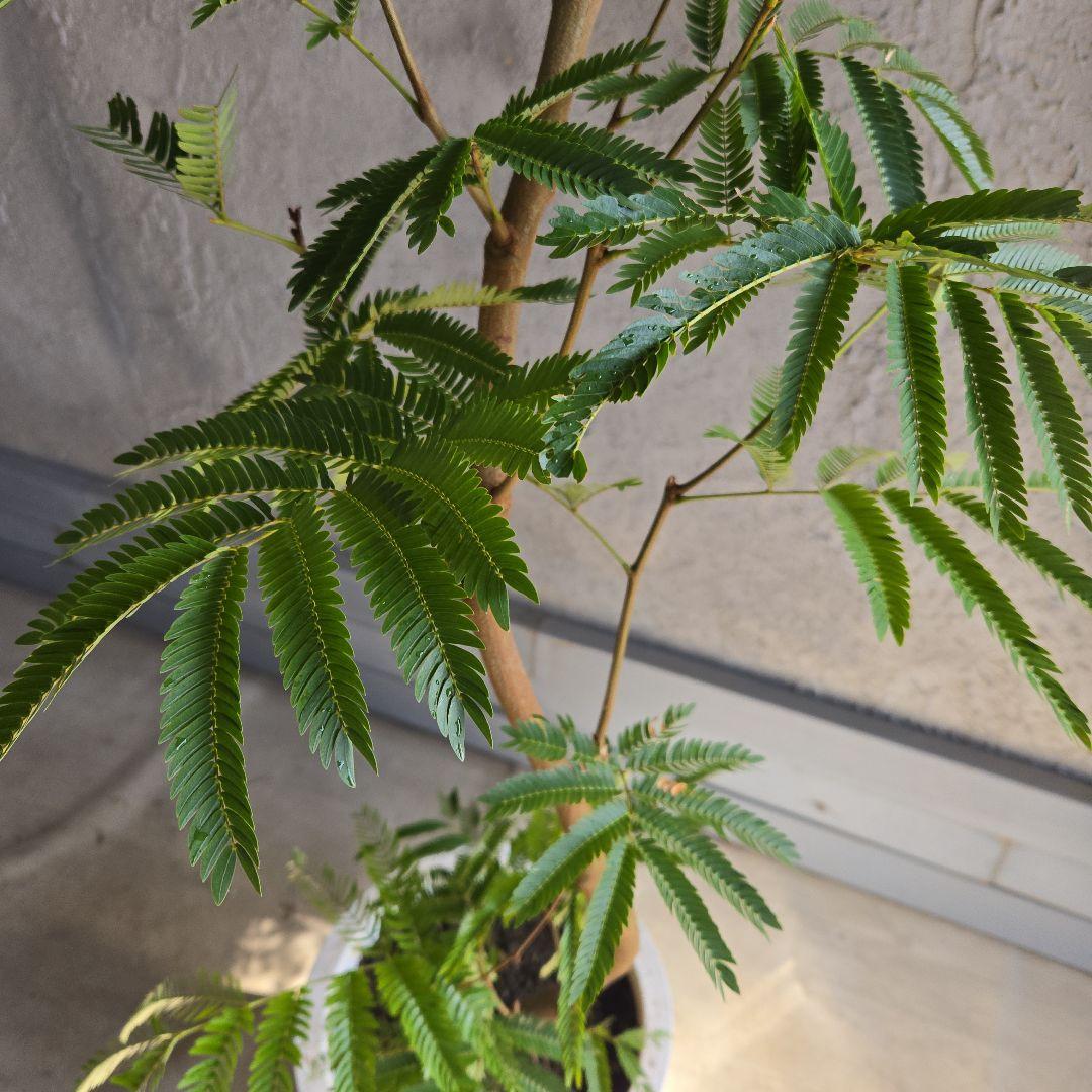 ⑳　エバーフレッシュ曲がり仕立て　10号特大苗木最高等級極上品‼️