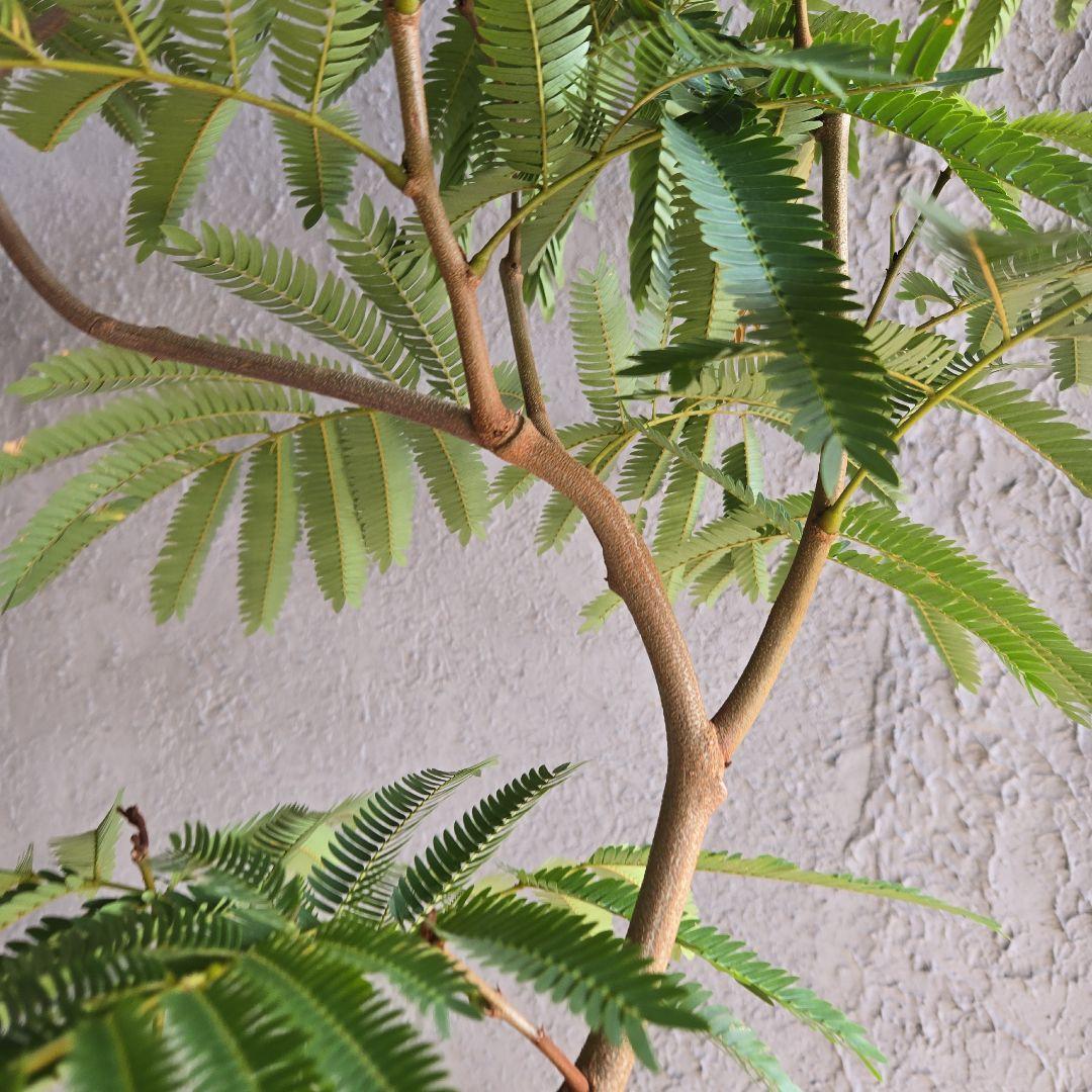 ⑳　エバーフレッシュ曲がり仕立て　10号特大苗木最高等級極上品‼️