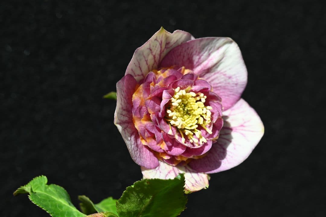 クリスマスローズ　最高級！認定アンティークモーリー メビウス交配 加藤農園