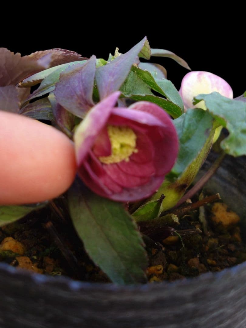 クリスマスローズ　大木ナーサリー　デュメ交配dd