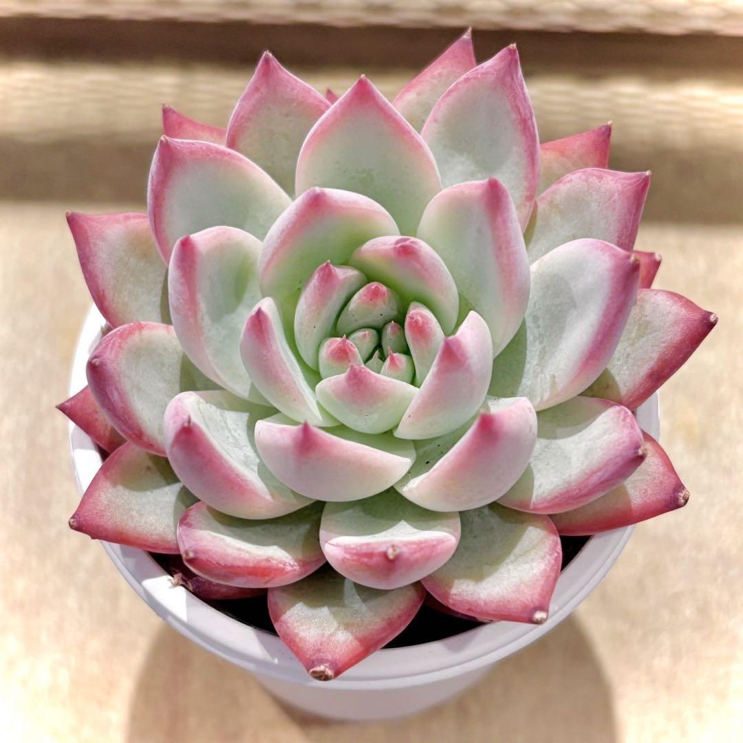 ア*ん様 中里リンゼアナ　札付き　抜き苗　多肉植物