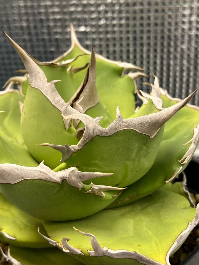 【NY】白犀牛　アガベ　中株②