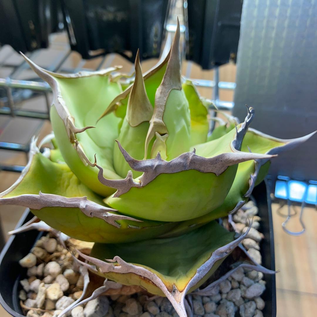 【NY】白犀牛　アガベ　中株②