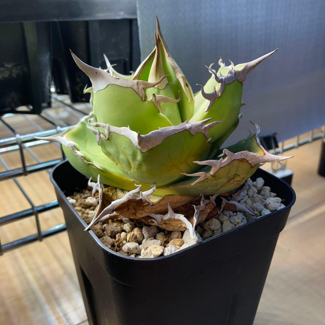 【NY】白犀牛　アガベ　中株②