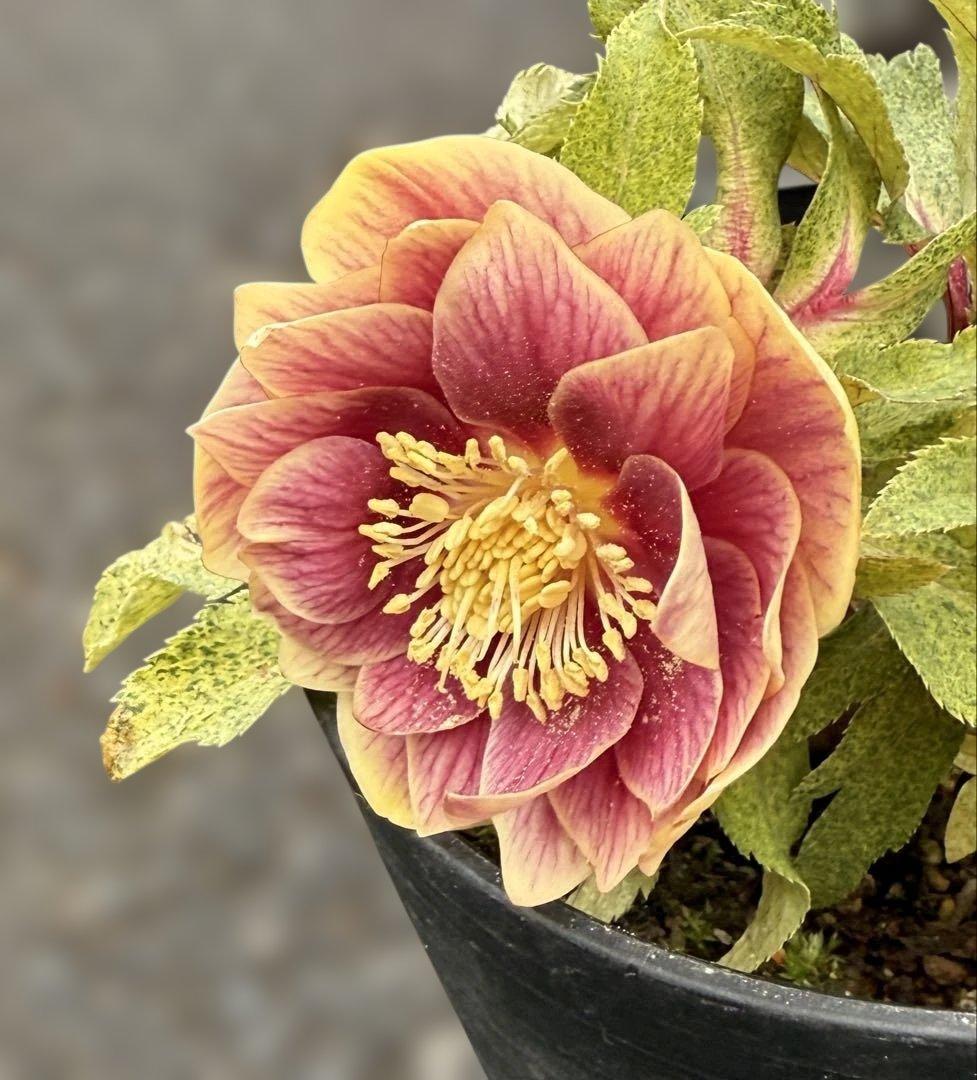 ★斑入り！美しいオーレア！紅ピンクソレイユ　ラベル付き★クリスマスローズ開花株